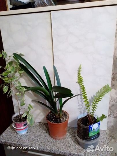 Цветы комнатные