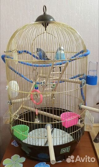 Волнистые попугаи с клеткой