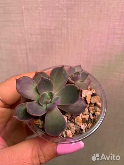 Суккуленты