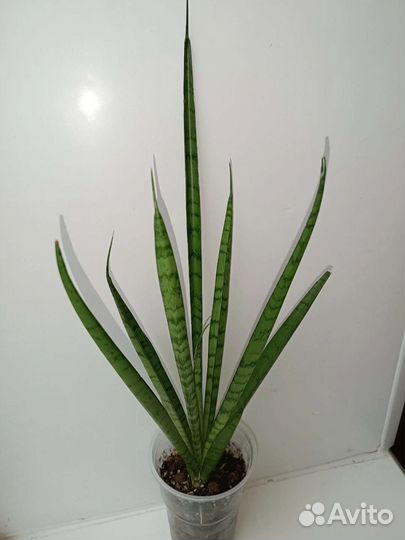 Сансевиерии разные