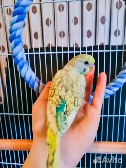 Попугай корелла / волнистый