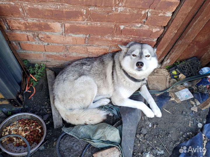 Сибирский хаски