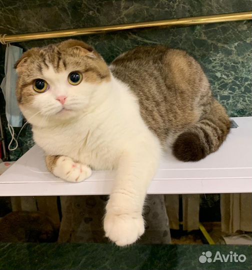 Шотландская кошка