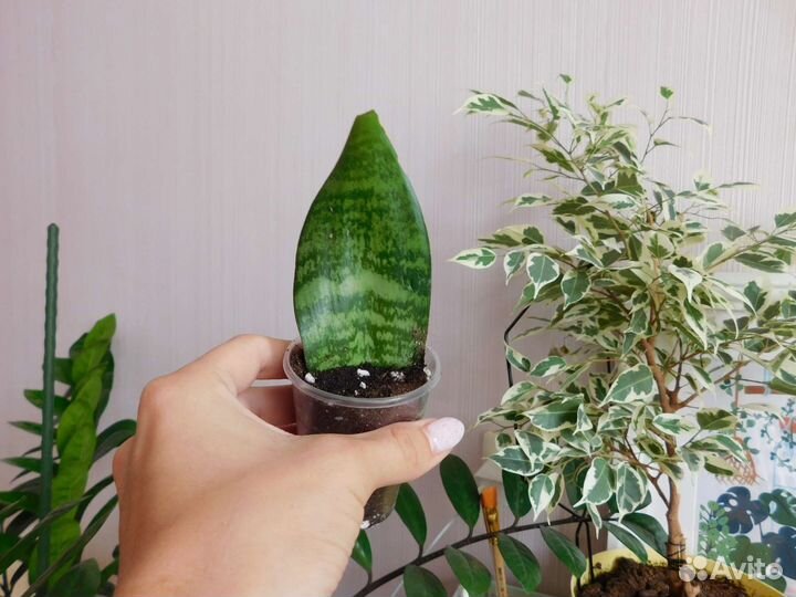 Фикус сансевиерия сциндапусус традесканция