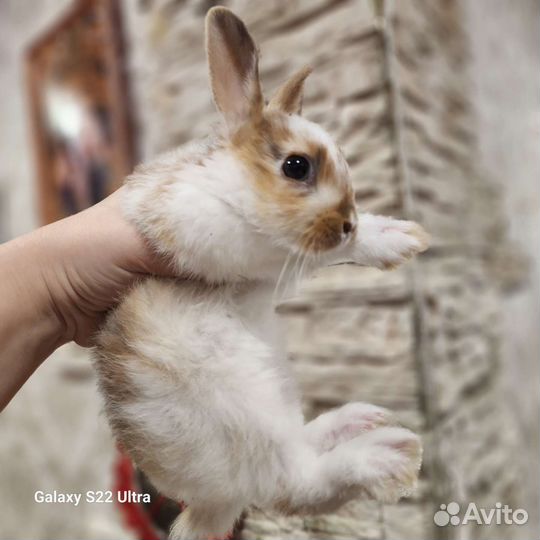 Милые крольчата