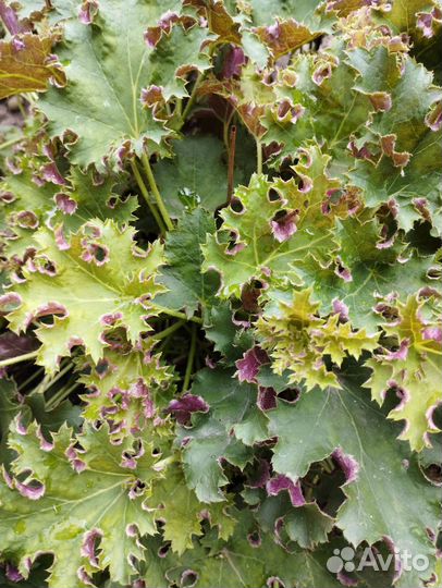 Гейхера Сашей, Тирамису и др