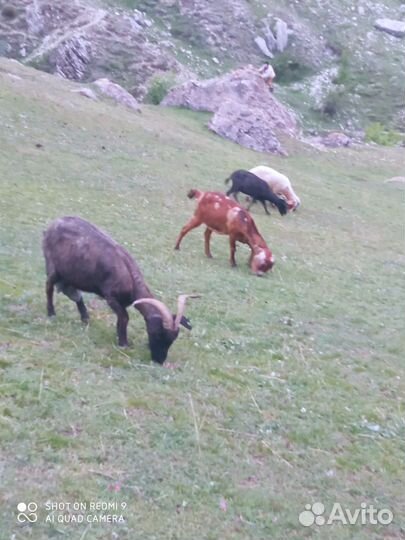 Козы с козлятами