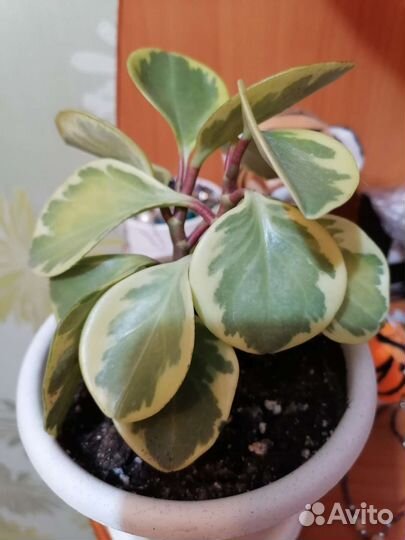 Пеперомия вариегатная