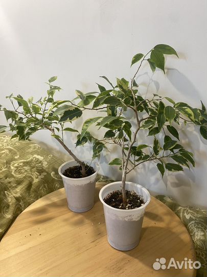 Домашние растения