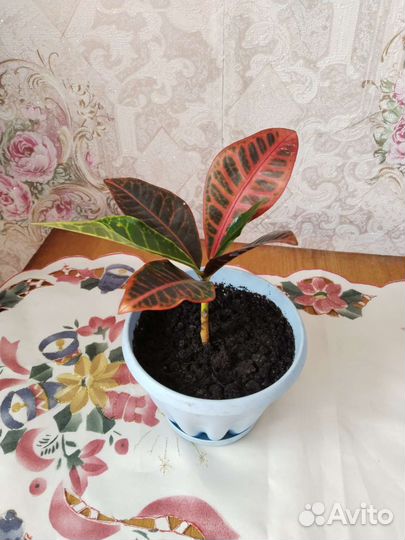 Кротон