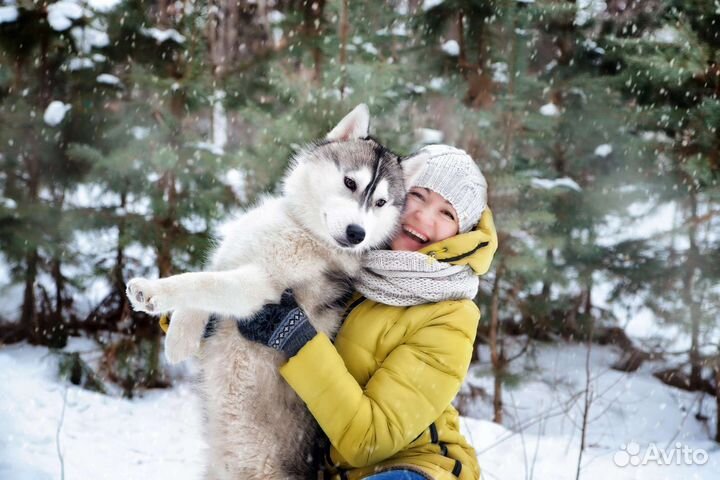 Фотосессии с сибирской хаски