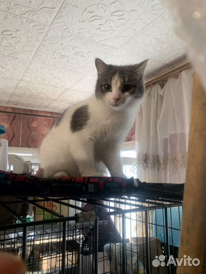 Красивая кошечка