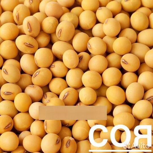 Соя