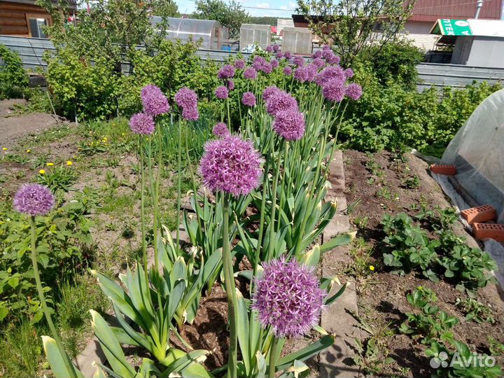 Лук Суворовский (Анзур)