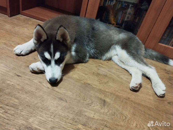 Хаски в добрые руки