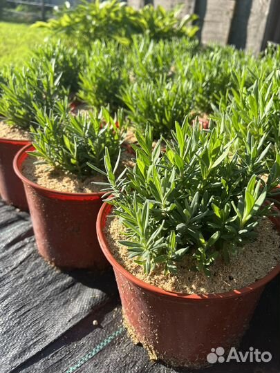 Лаванда узколистная