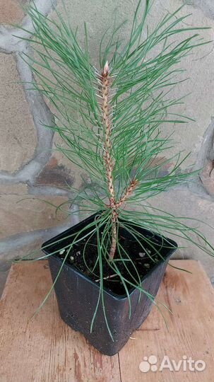 Сосна Крымская