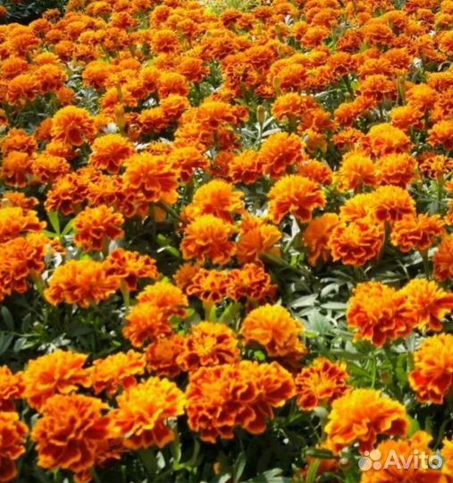 Бархатцы семена