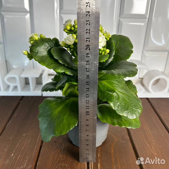 Каланхоэ Каландива вайт