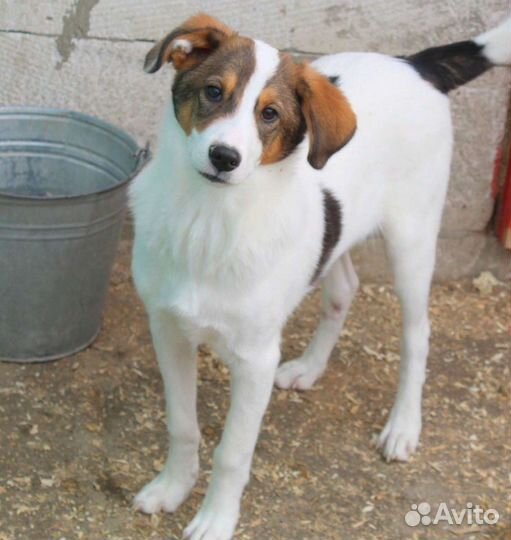 Щенок подросток ищет дом