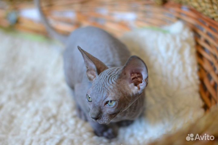 Девочка канадочка