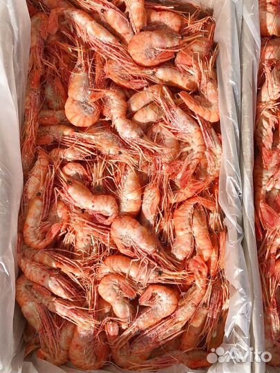 Креветка Ботан