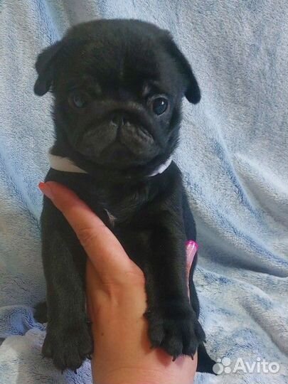 Девочка и мальчик РКФ