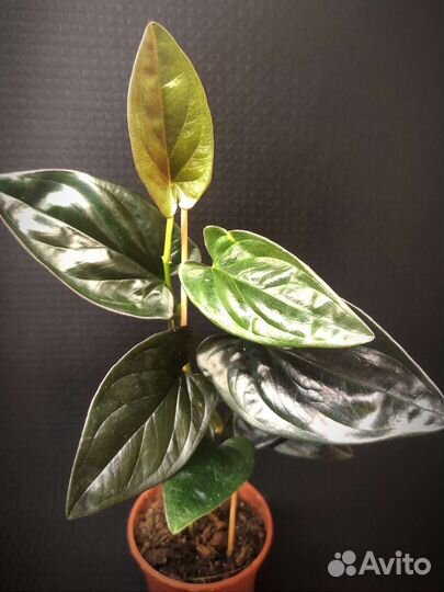 Сингониум Ред Эрроу