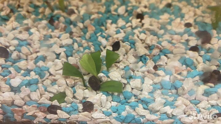 Аквариумные улитки