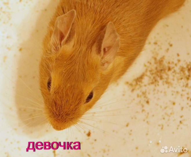 Чилийская белка дегу, цветные малыши