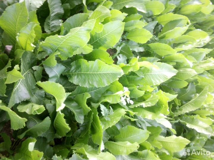 Лист и корень хрена