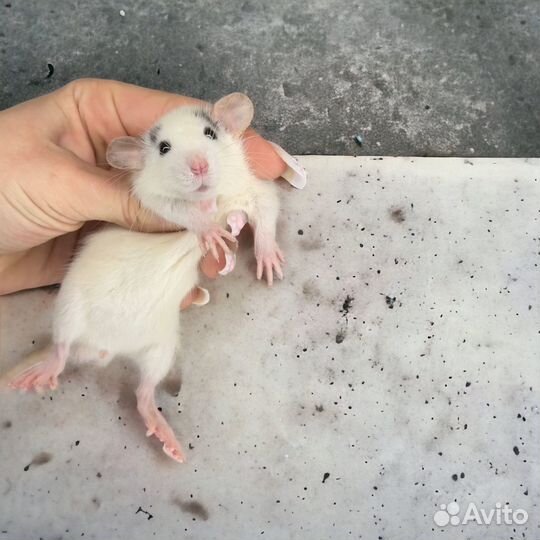 Крыса дамбо с клеткой. Крысята от питомника