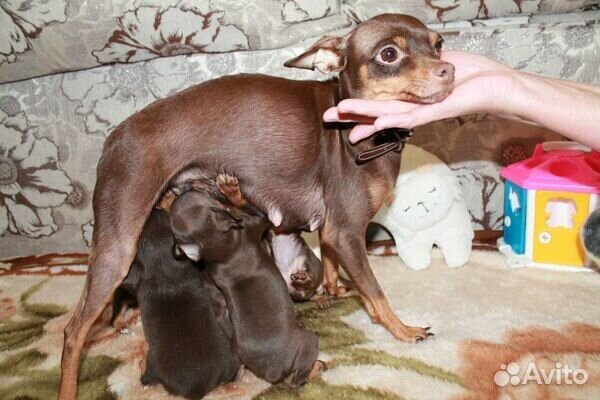 Той-терьер щенки