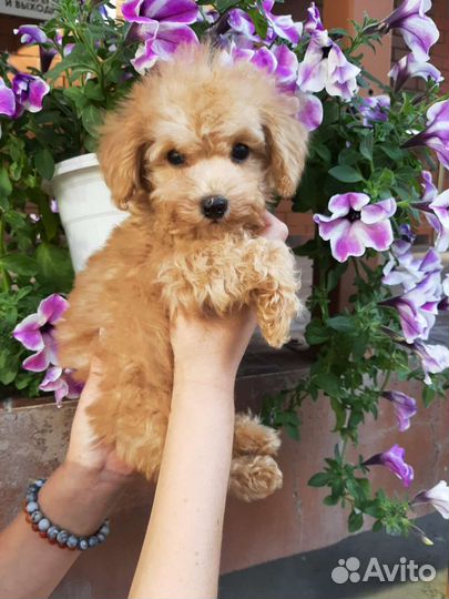 Той-пудель девочка