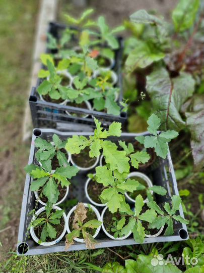 Рассада на дубовую рощу