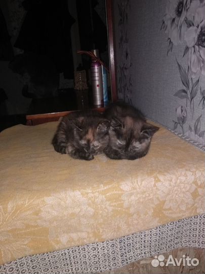 Кошечки два месяца,мама шотландская веслоухая