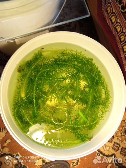 Роголистник, Криптокорина, Элодея