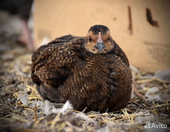Подрощеные цыплята деревенских курочек