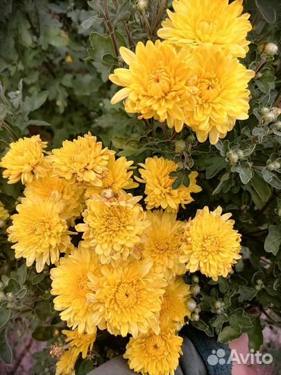 Хризантема