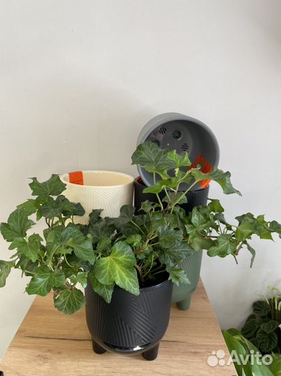 Горшки, кашпо цветочные