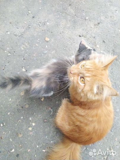 Рыжая Кошка