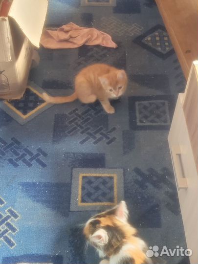 Котята в добрые руки бесплатно