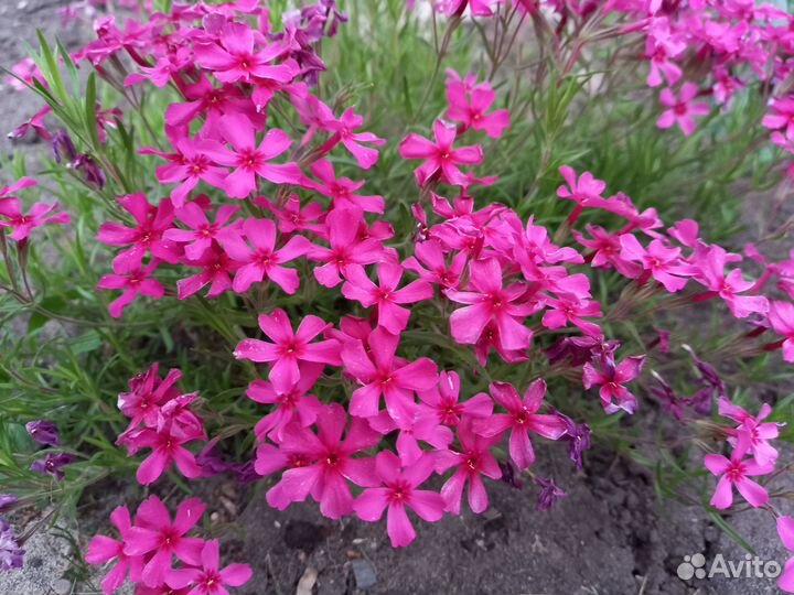 Флокс шиловидный