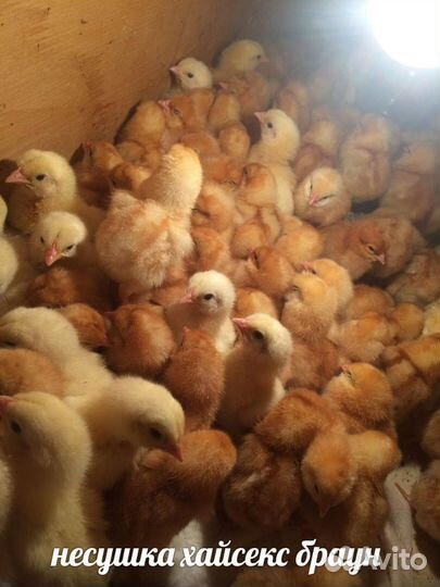 Цыплята