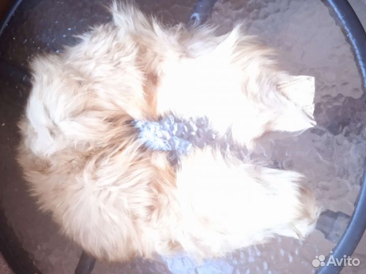 Воротники натуральные