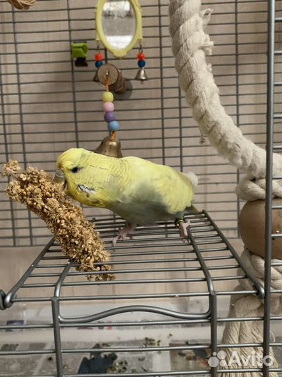 Передержка для попугаев