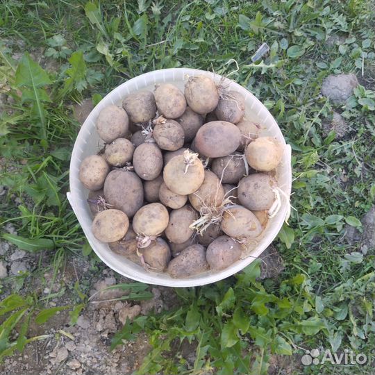 Семенной картофель