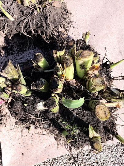 Клубни канны