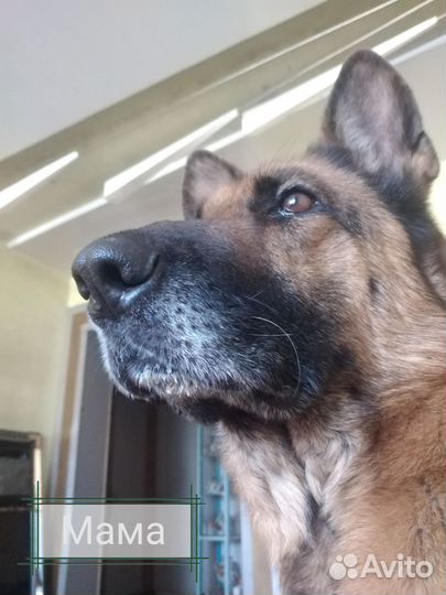 Щенки немецкой овчарки. Девочка