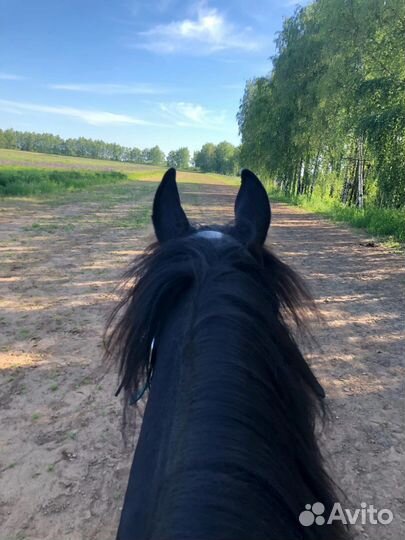 Катание на лошадях в Нижнем Новгороде,прокат